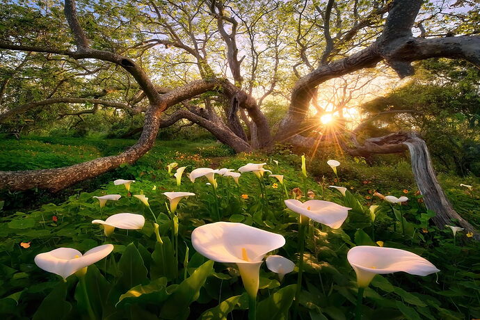 'Heaven-on-Earth',-California,-2013-2025