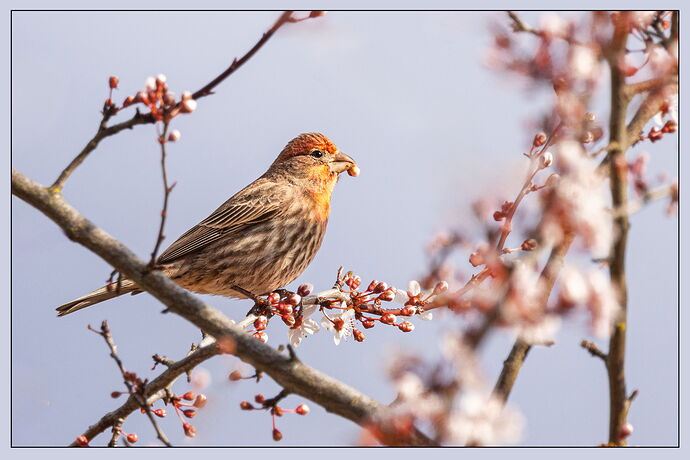 House Finch-NPN.jpg