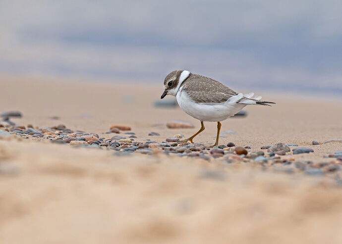 Semipalmated plover.jpg