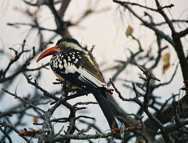 Red-billed Hornbill