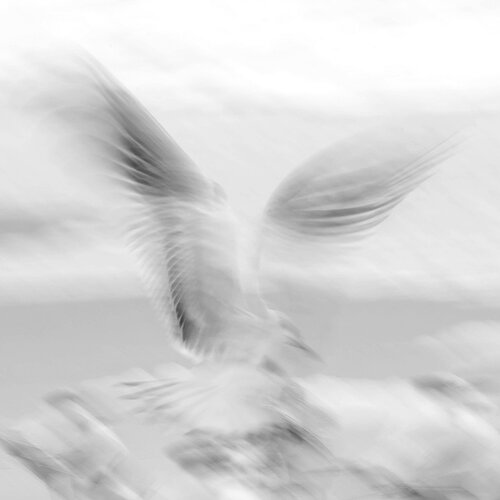 864A2491 High Crop.jpg