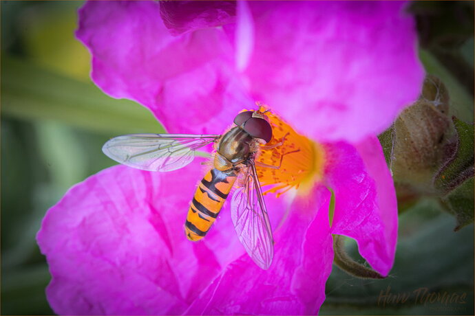 Original - Marmalade 20260614-IMG_2707.jpg