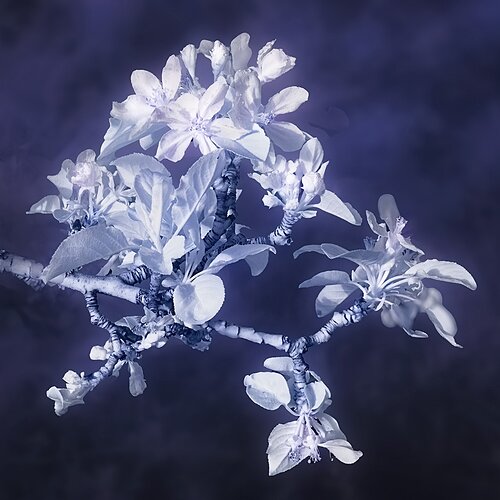 Apple Blossoms WEB