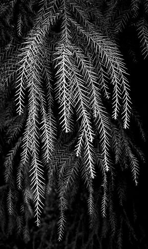 Japanese Cypress