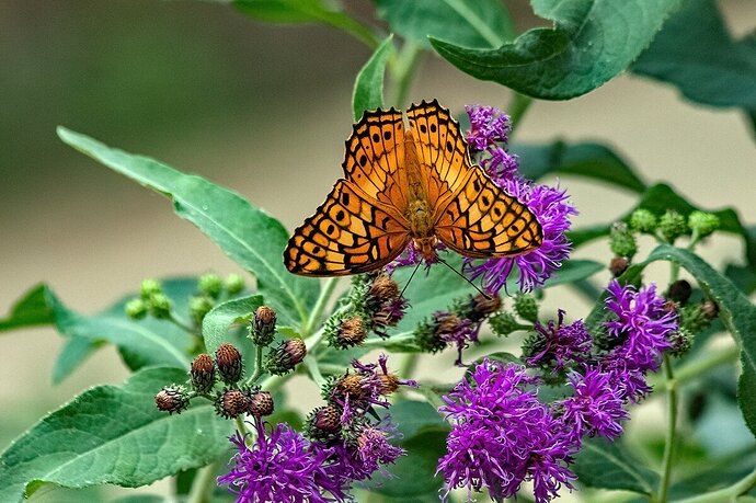 Variegated Fritillary - Another View