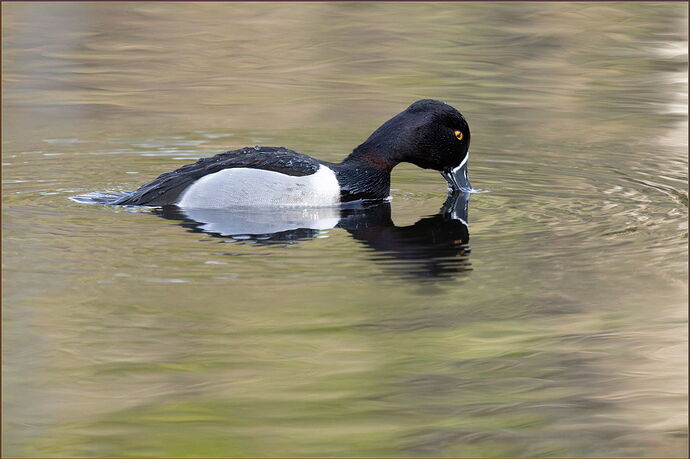 -20260206-_SA16758-McLane Creek-DxO_DeepPRIME 3-Edit.jpg