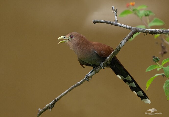 Squirrel Cuckoo (Hey, I didn't name it!)