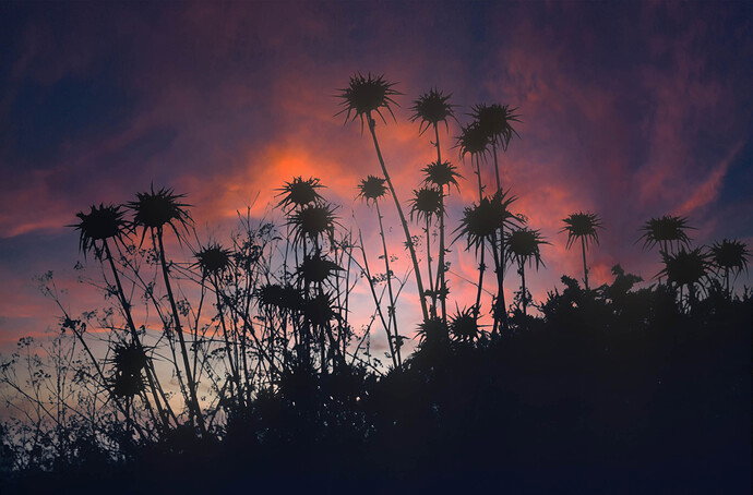 More sticky plants silhouette