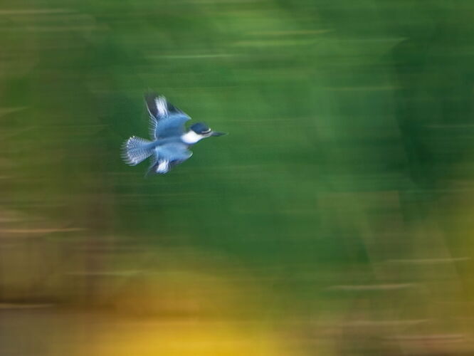 dcampbell-kingfisher-icm-riverbend-2025-fb.jpg