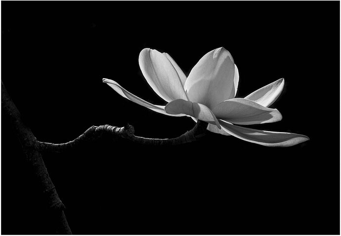 Magnolia shadowplay