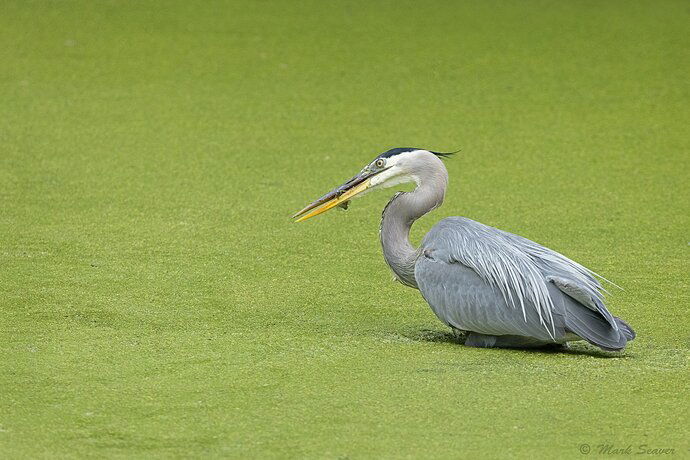 Attempted Escape-7.jpg