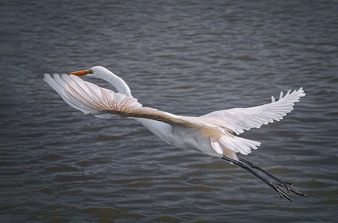 Egret in flight