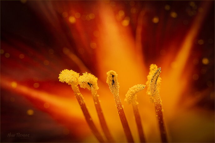 Original - DAy Lily 20260704-Final version