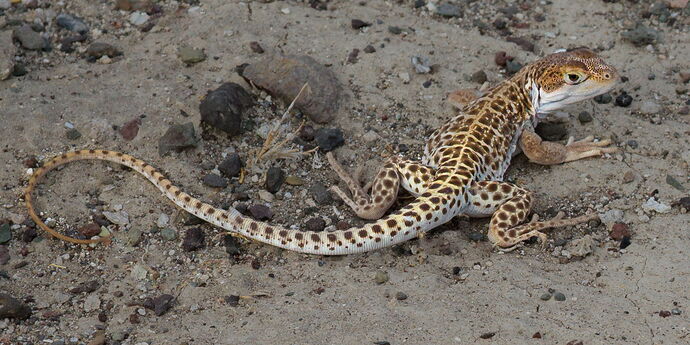 IMG7D-6447-2NPNWebLrg