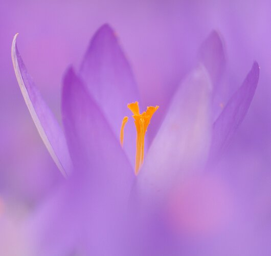 tuin22-crocus