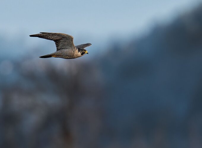 Peregrin In Flight