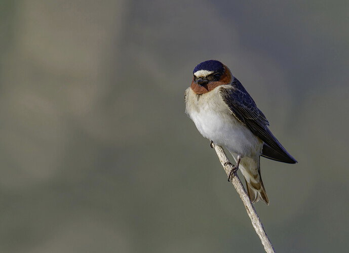 swallow 259abc copy.jpg