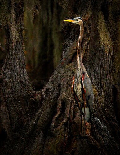 Heron in TX