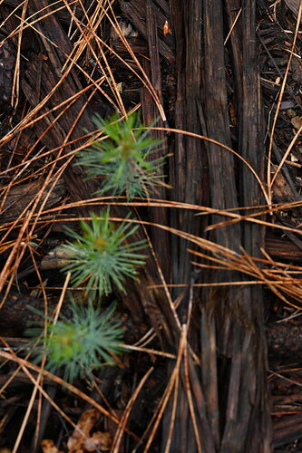 DSC_6262 for color reference