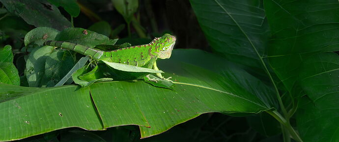 Green iguana DxO_DeepPRIME 3 copy 246