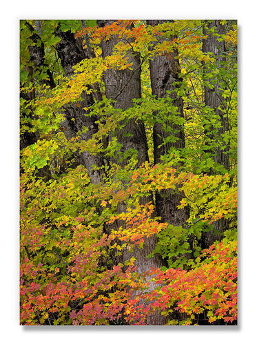 20251017 Laffy Taffy