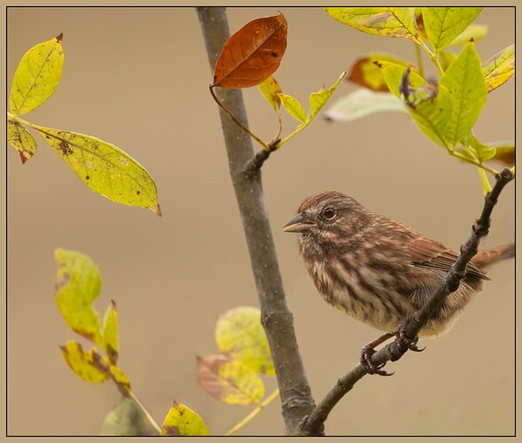 Song Sparrow-NPN2.jpg