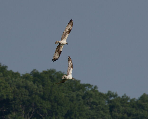 _S1A5471_1_DxO.jpg
