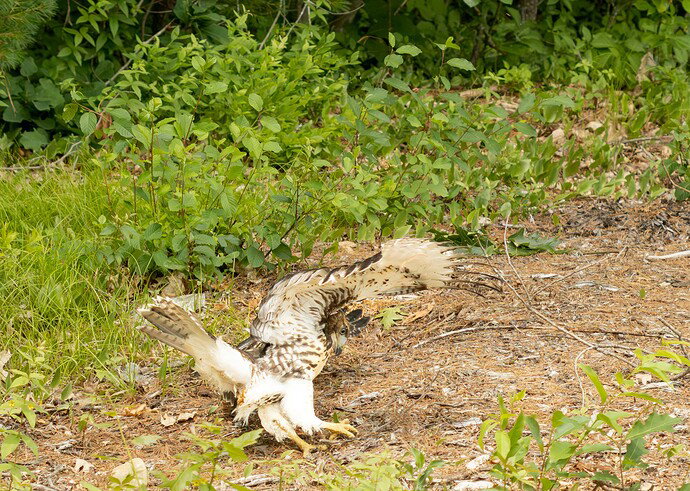 Juvenile Hawk Playing