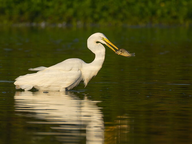 Great Egret 86.jpg