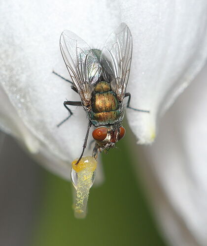 Fly 3.jpg