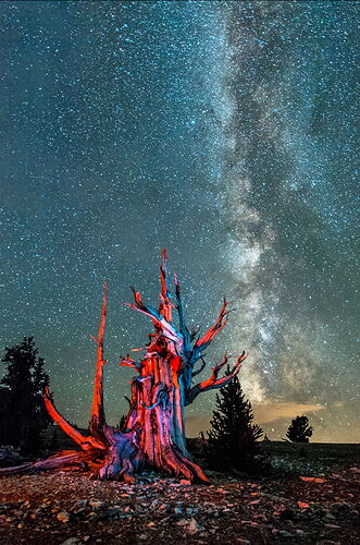 Harold's Tree_Crop Lighten.jpg