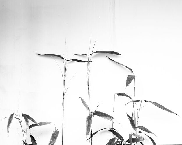 untitled-2NPNWebLrg-NPNWebLrg 4.9mb-5