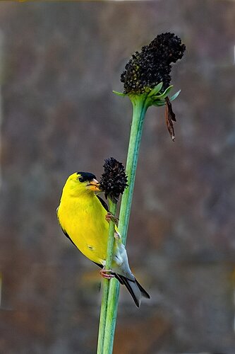 Goldfinch Feast