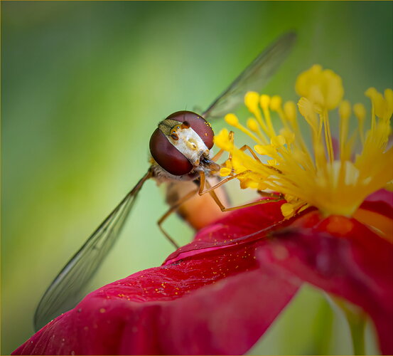 Original - Hoverfly best 2664 final-.jpg