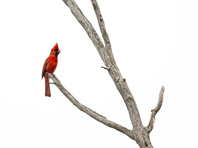 NorthernCardinal.jpg