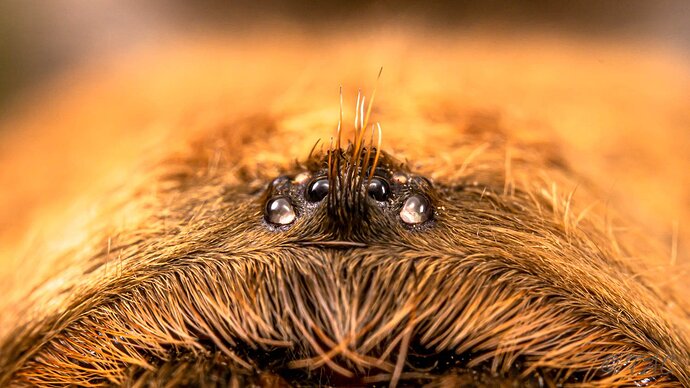 texas brown tarantula