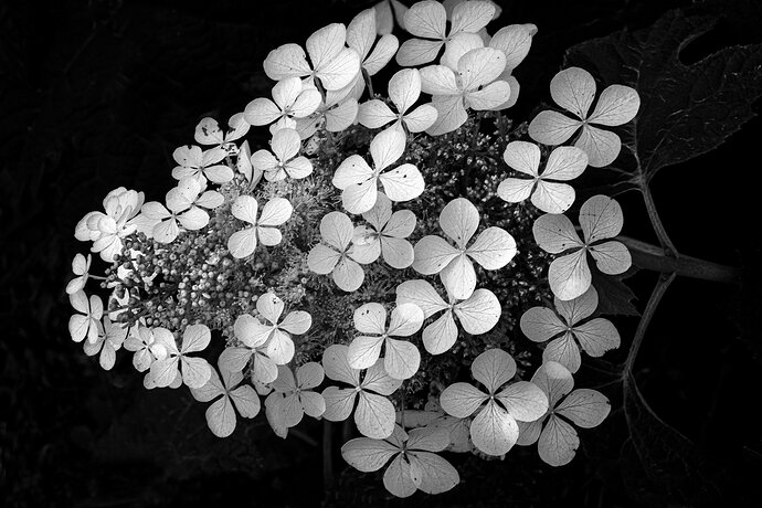 Transparent Leaves 2026 .jpg