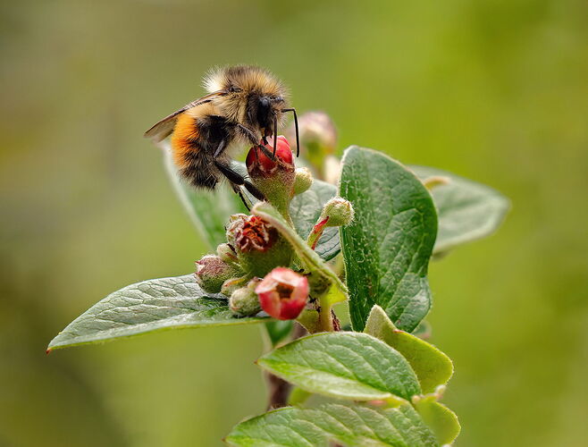 Bee 1 copy original_ms