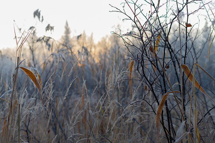 Field of Lost Dreams