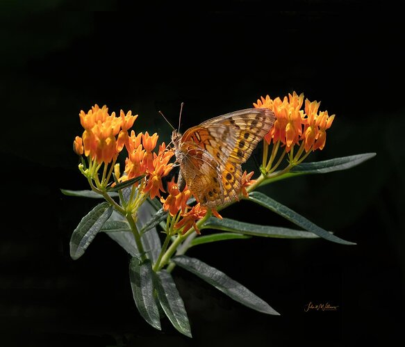 Variegated Fritillary