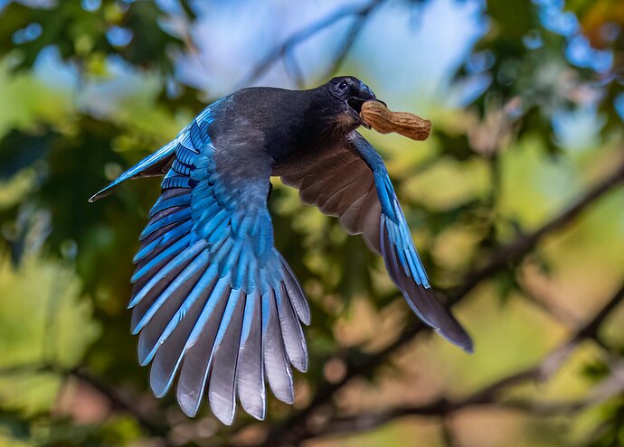 Peanut Thief