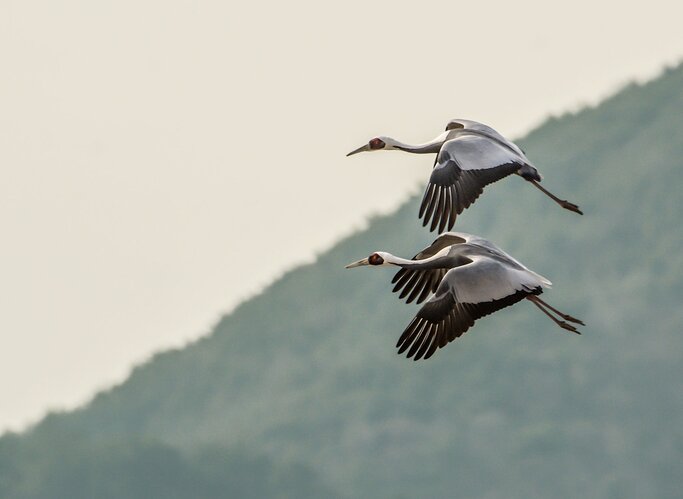 White-naped Cranes