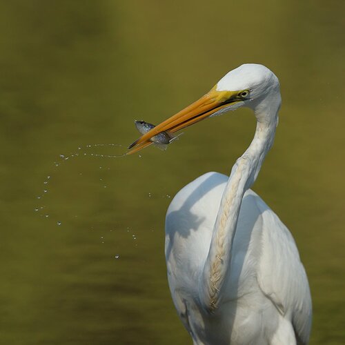 Great Egret 46.jpg