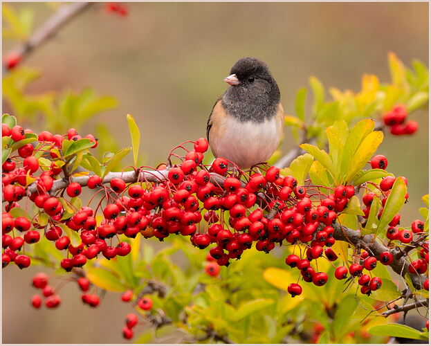 Dark-eyed Junco #1-NPN.jpg