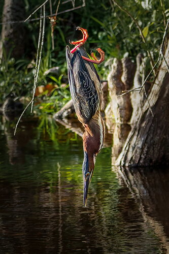 dcampbell-green-heron-dive2-peaceful-fl-2026-social.jpg