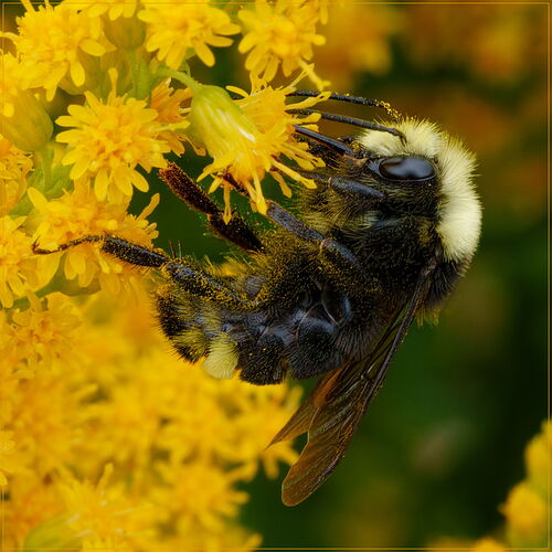 -20250720-_7R58840-Bumblebees-DxO_DeepPRIME 3-Edit-2-Edit-Edit