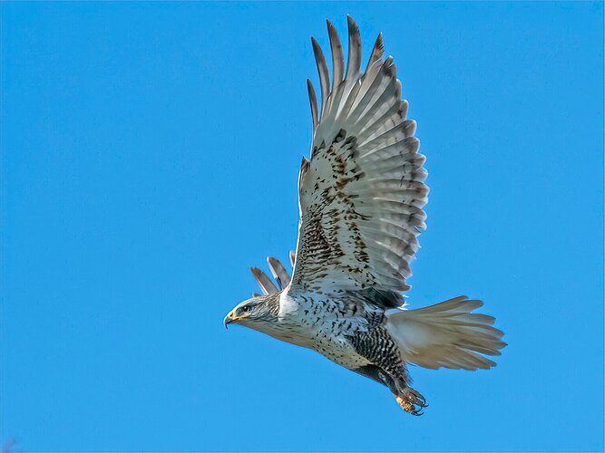 Ferruginous Takeoff