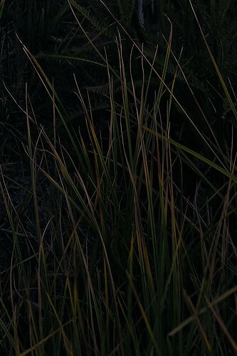 grass