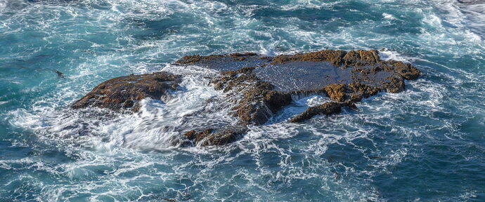 FGisin_NPN_Point_Lobos_Small_Scene_80.jpg