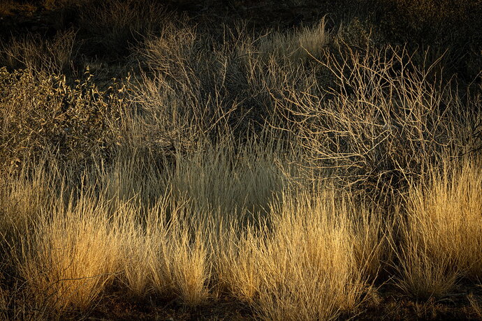 Grasses and shrubs
